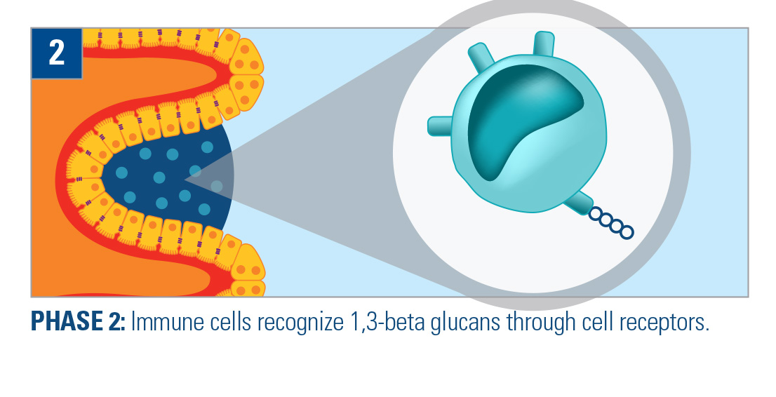 Immune Cells Recognize 1,3 beta glucans through cell receptors