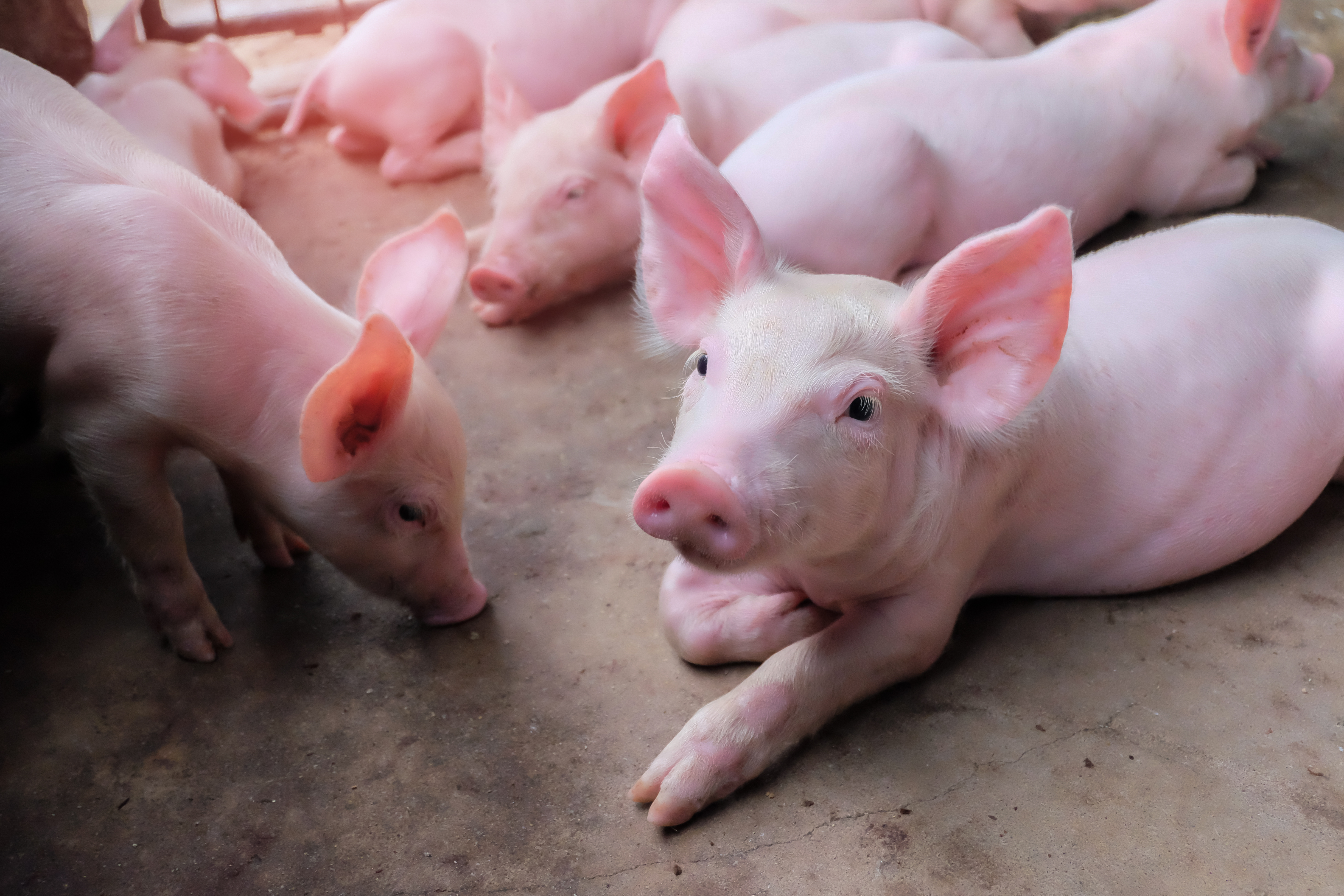 Pig laying down, looking at the camera