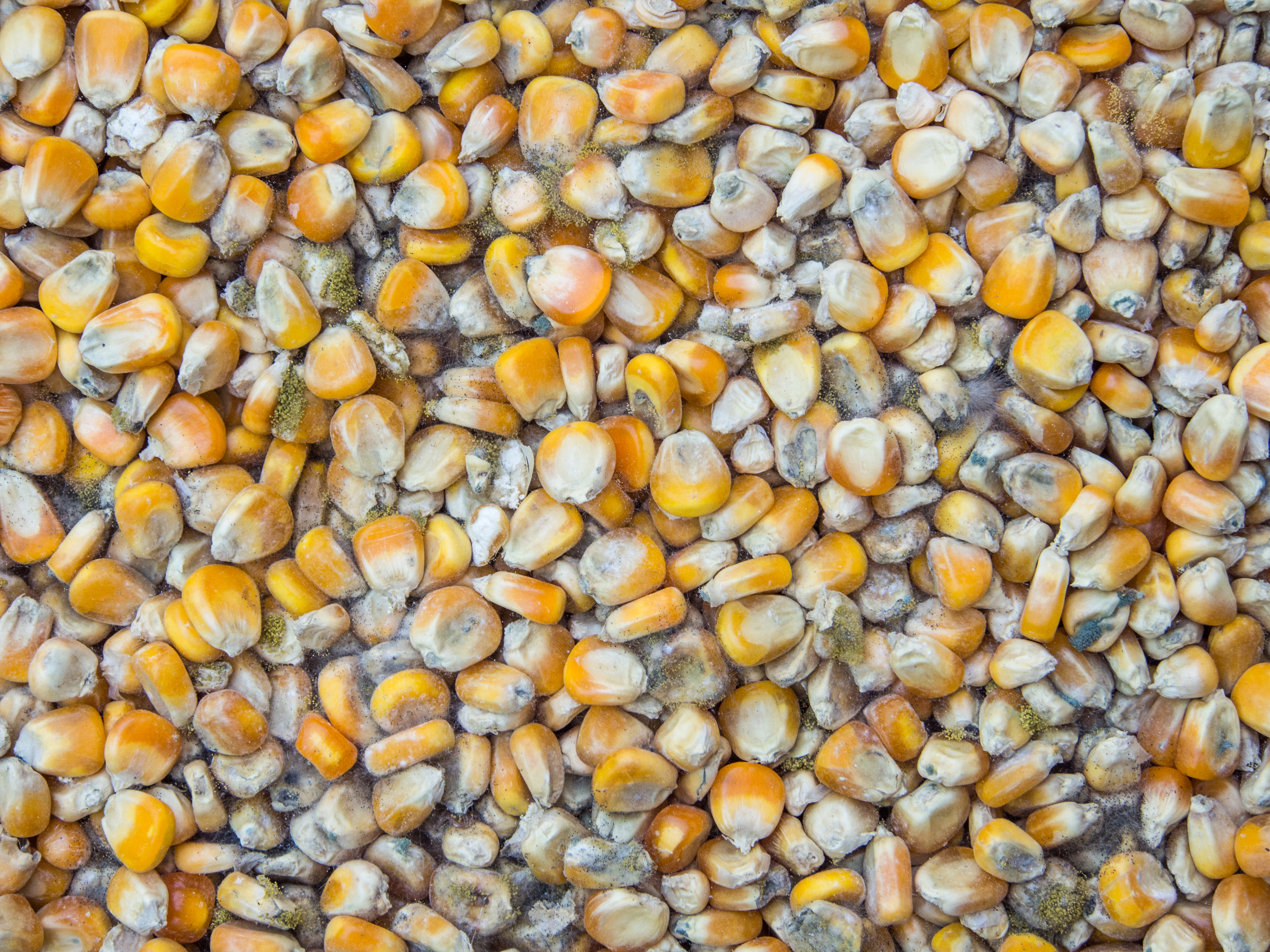 Corn Kernals in a Pile