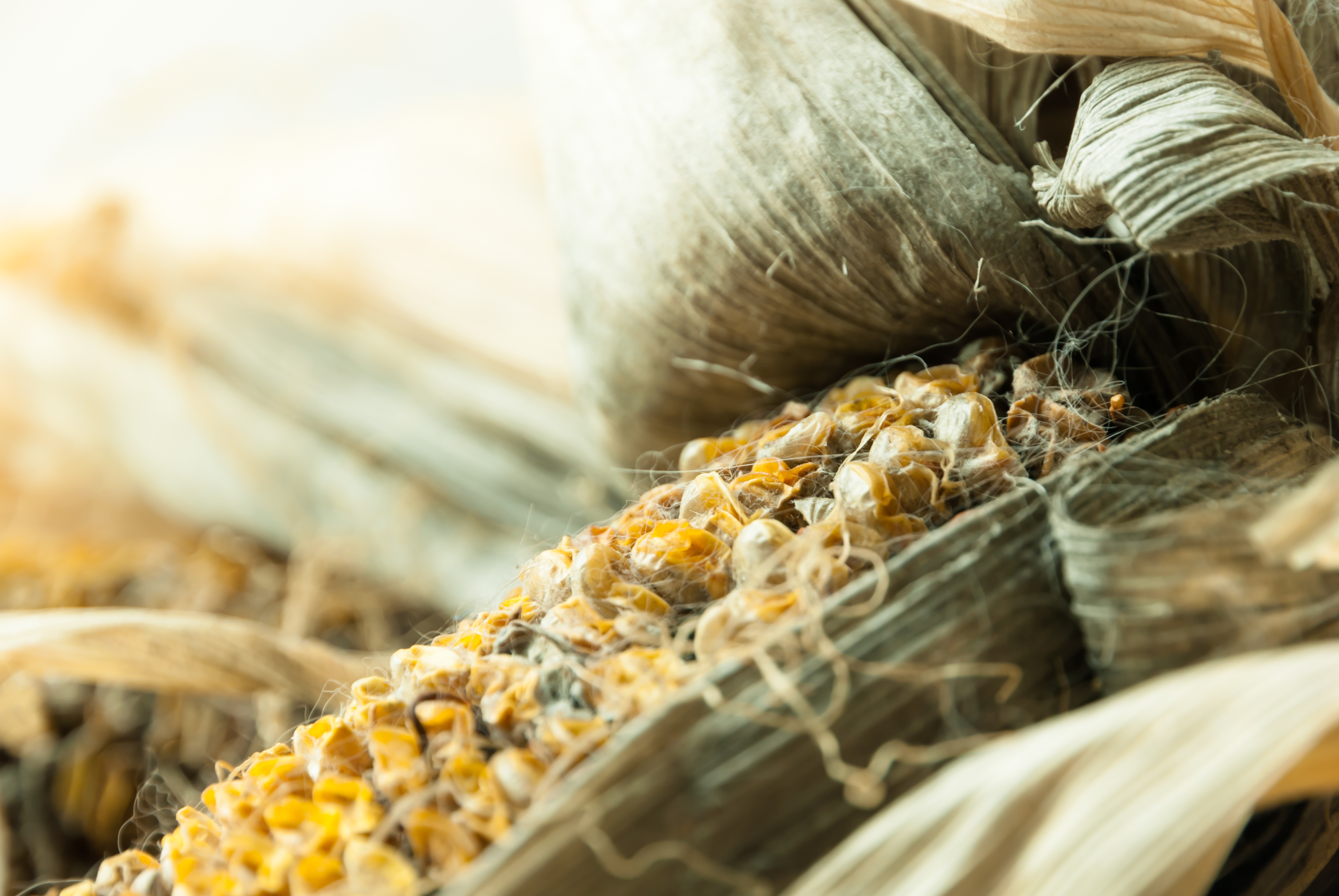 Mycotoxins growing on corn